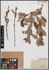 Foto von Salix caprea L. x Salix cinerea L.